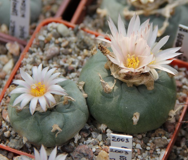 L.viridescense(kohresii) MZ1199.JPG