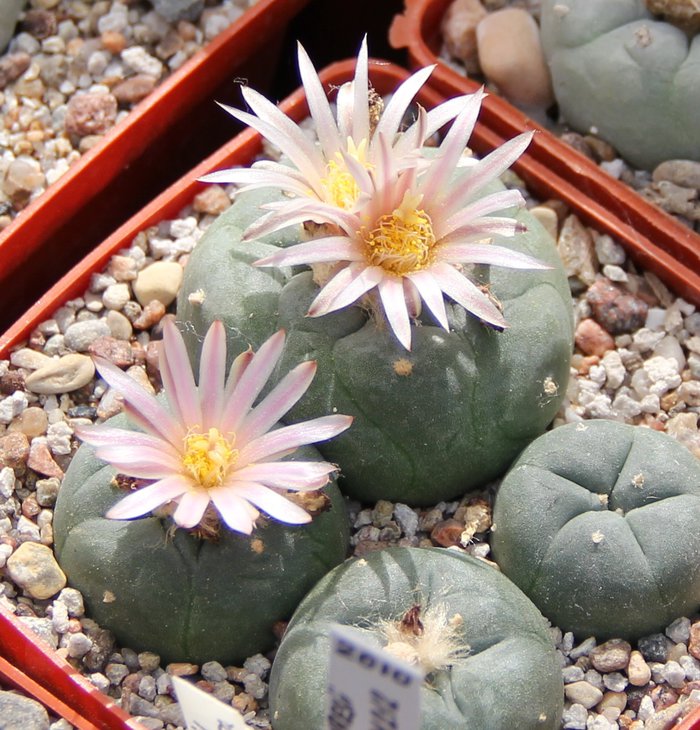 L.viridescense(kohresii) VM212.JPG