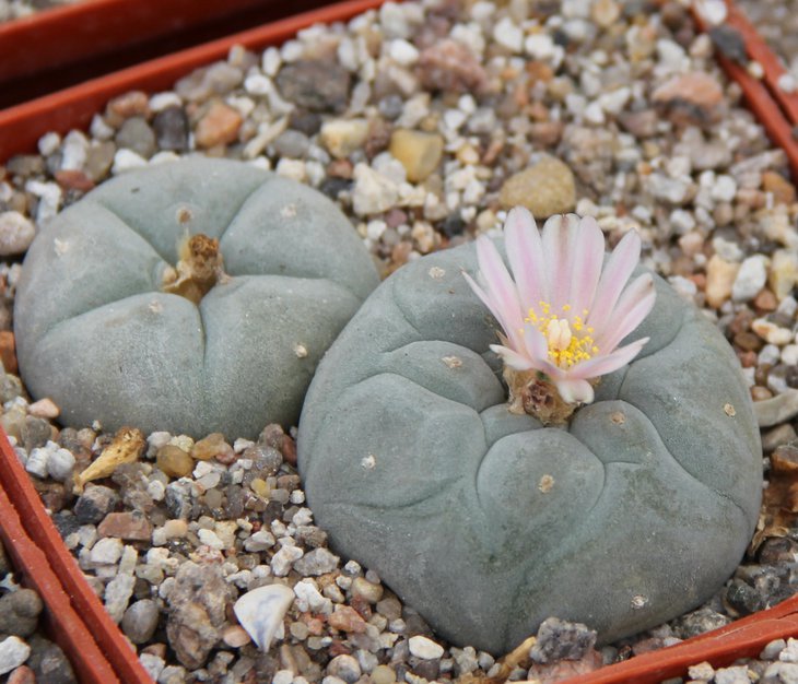 L.williamsii MK71.215.JPG