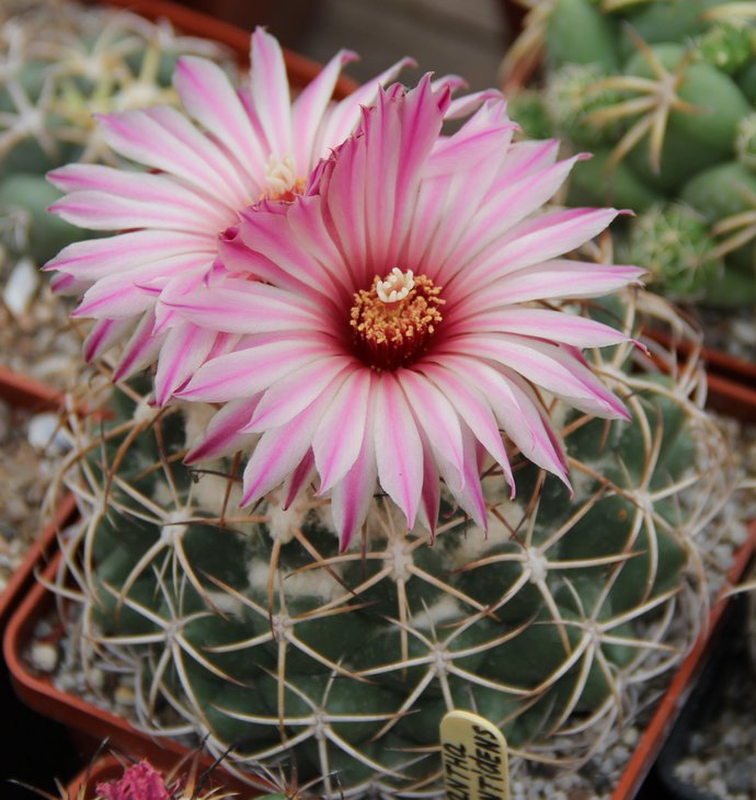 Coryphantha elephantidens.JPG