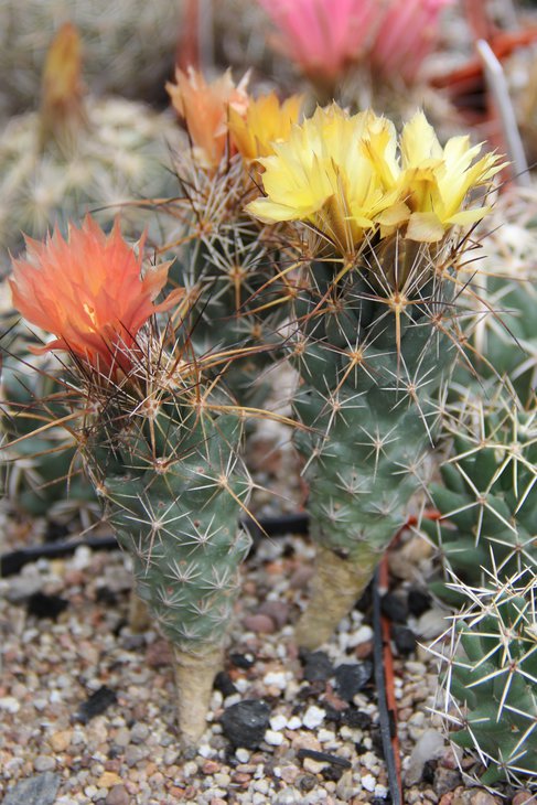 Coryphantha wohlshlageri KKR228 Capulin SLP.JPG