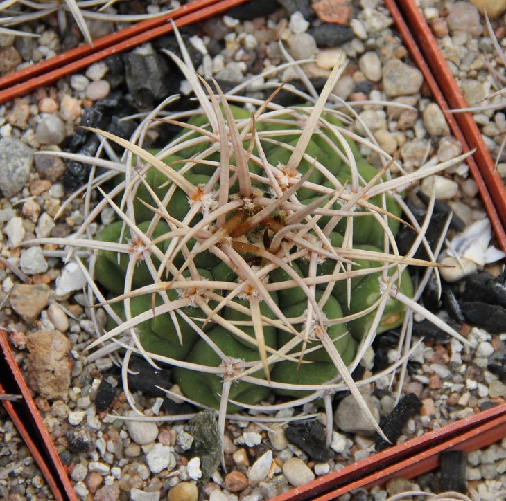 Gymnocalycium ferox STO498