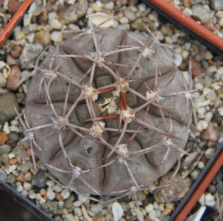 Gymnocalycium glaucum VS48