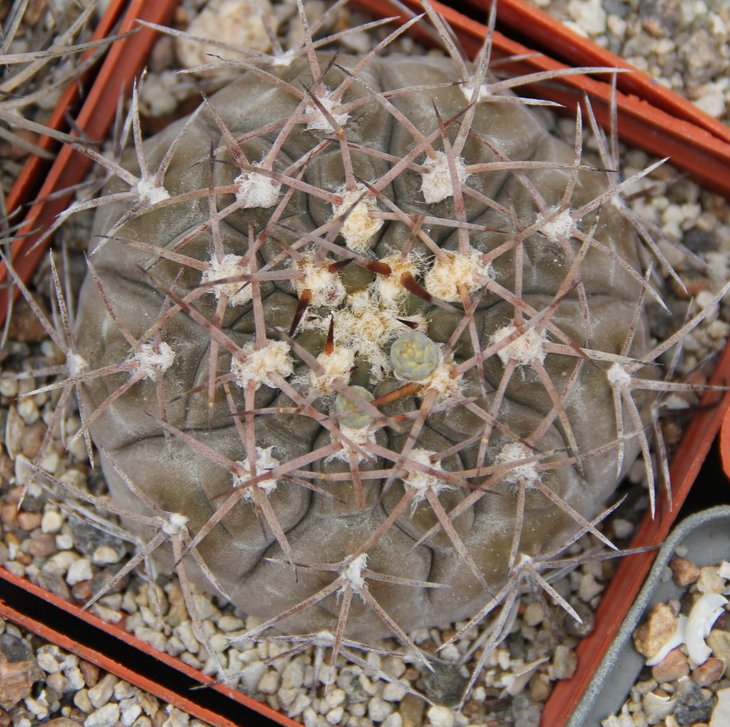Gymnocalycium glaucum VS48