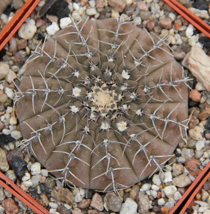Gymnocalycium occultum JS196