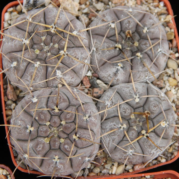 Gymnocalycium borthii nogolense VG684