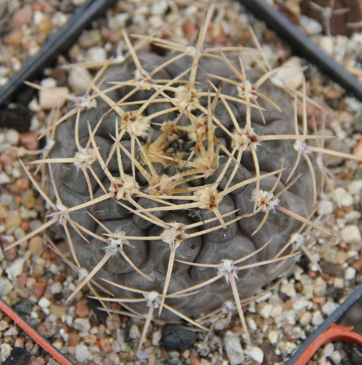 Gymnocalycium sp. VG410.1 (borthii nogolense)
