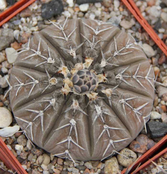 Gymnocalycium riojense paucispinum