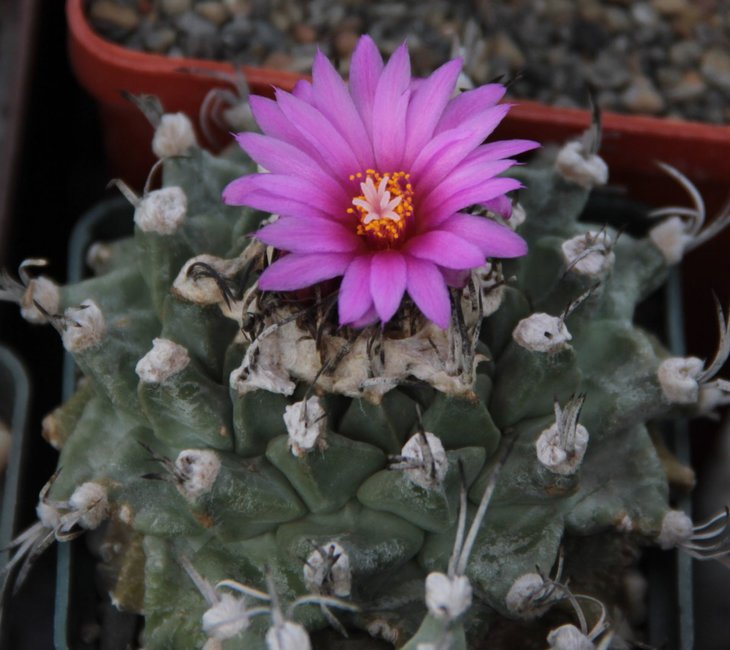 Turbinicarpus alonsoi.jpg