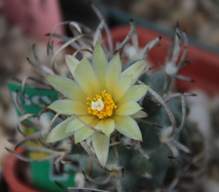Turbinicarpus flaviflorus.jpg