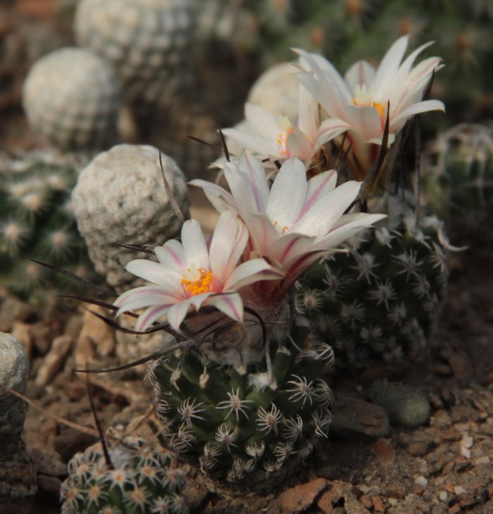 Turbinicarpus gracilis.jpg