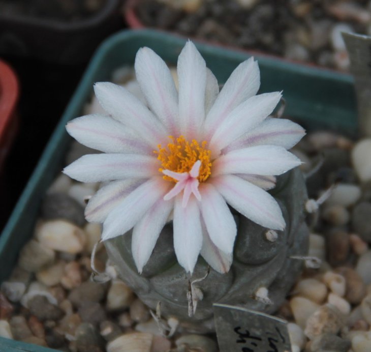 Turbinicarpus klinkerianus.jpg