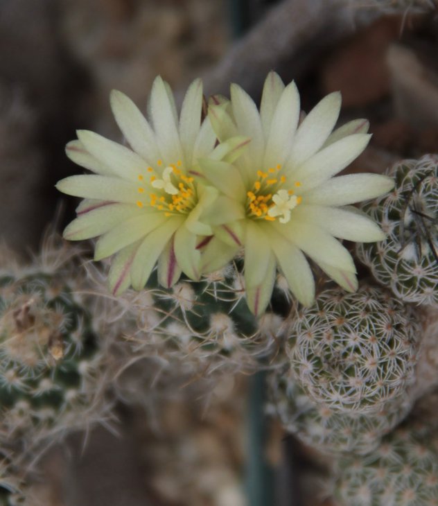 Turbinicarpus krainzianus minimus.jpg