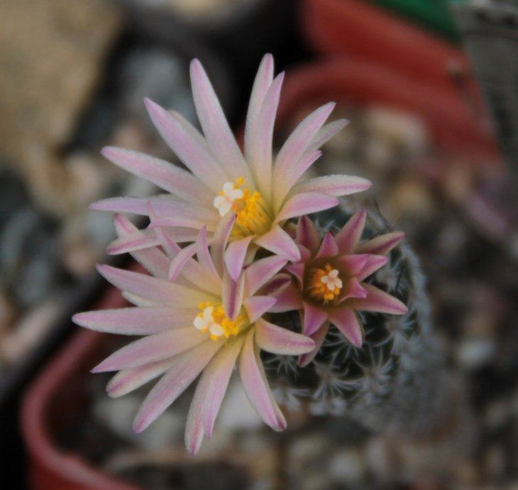 Turbinicarpus lausseri.jpg
