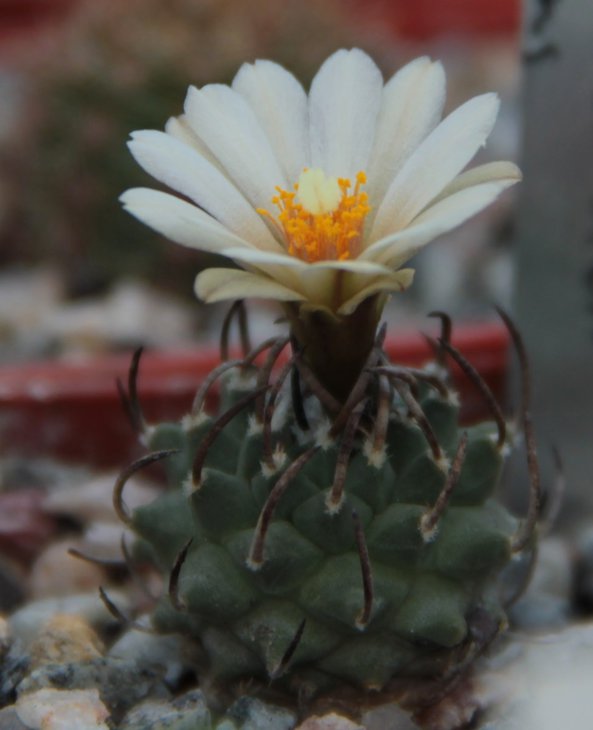 Turbinicarpus schwarzii.jpg