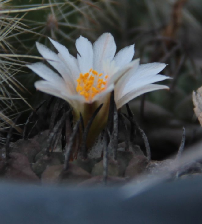 Turbinicarpus sp. Negrita.JPG
