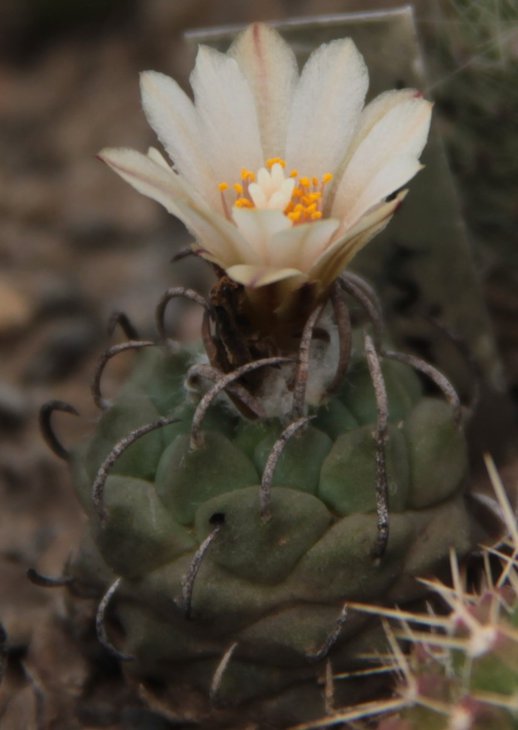 Turbinicarpus sp. TU 17.jpg