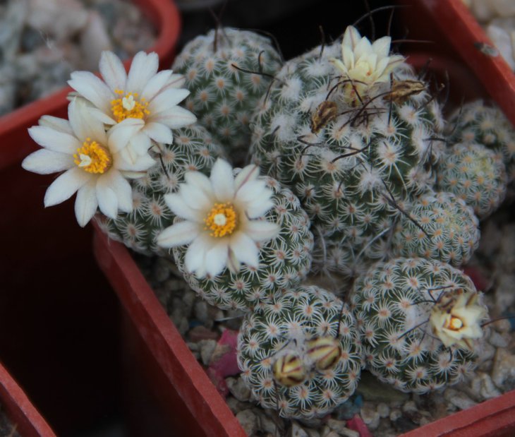 Turbinicarpus sp.jpg