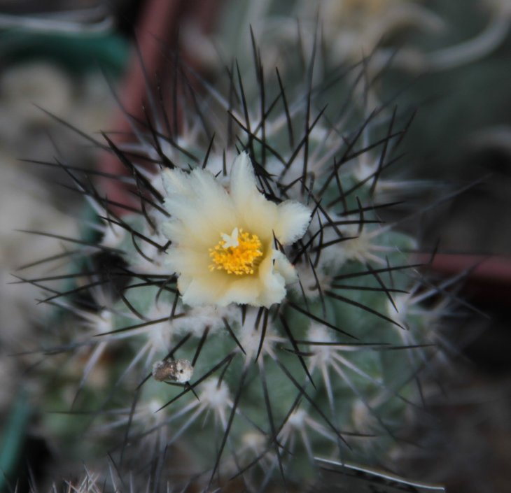 Gymnocactus gielsdorfianus.jpg