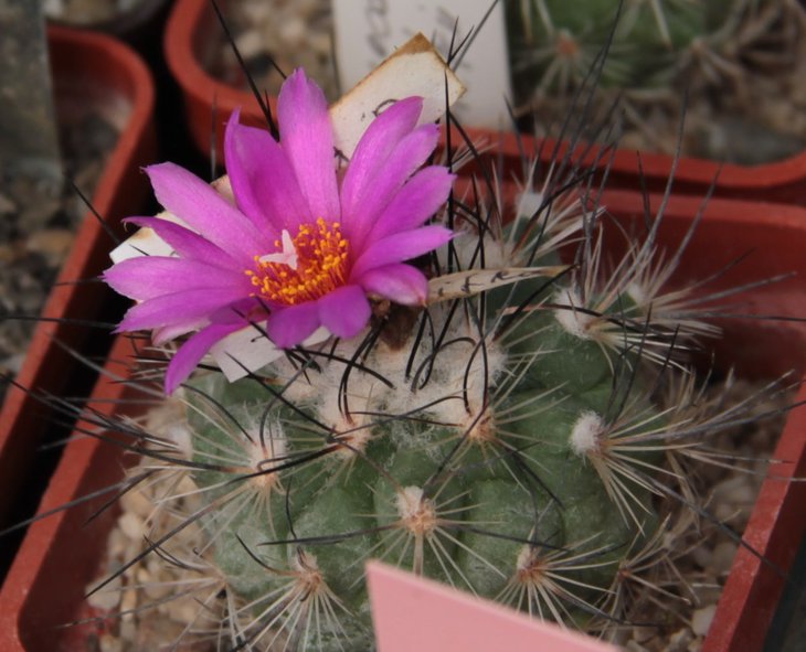 Gymnocactus viereckii.jpg