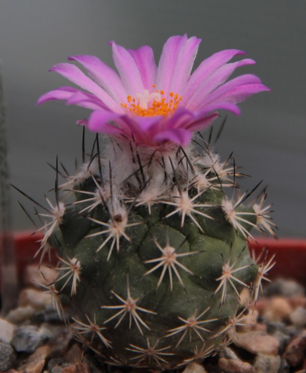 Gymnocactus viereckii hb.jpg