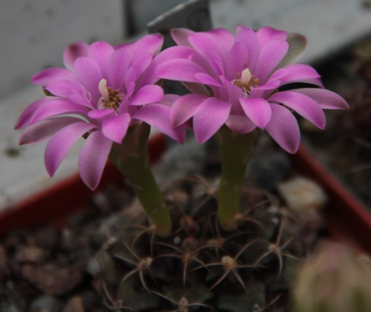 Gymnocalycium damsii v. rotundum.jpg