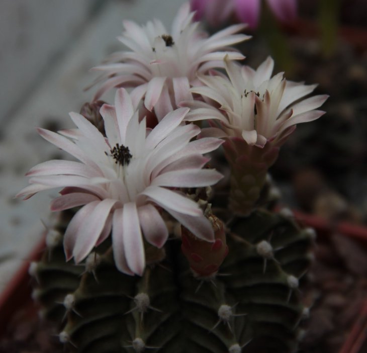 Gymnocalycium hb.jpg