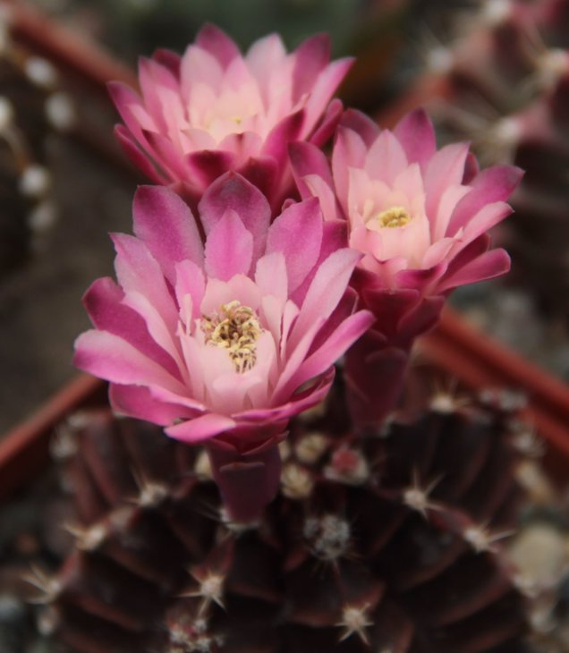 Gymnocalycium mihanovichii Hibotan.jpg