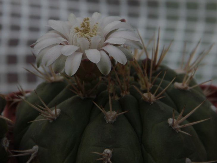Gymnocalycium sp.jpg