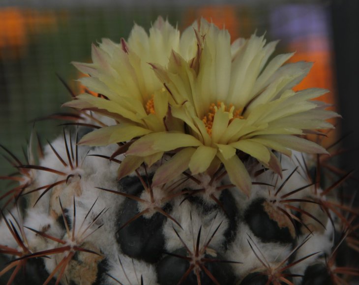 Coryphantha cornifera.jpg