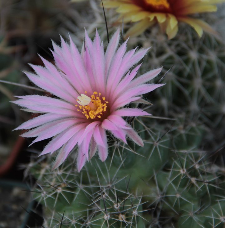 Coryphantha runyonii.jpg
