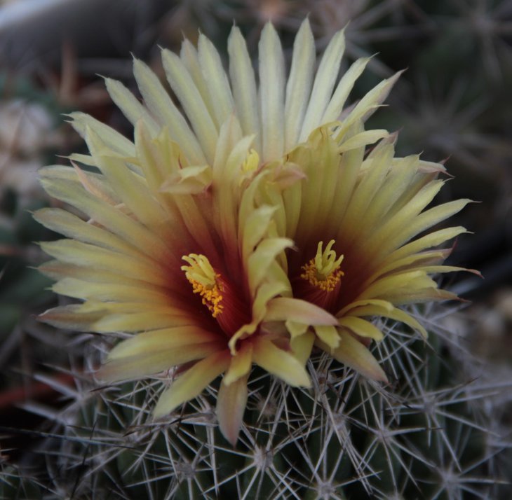 Coryphantha salinensis.jpg
