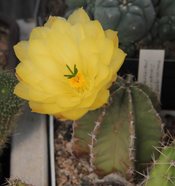 Echinocereus subinermis.jpg