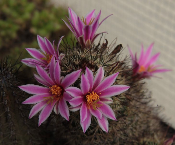 Mammillaria blossfeldiana.jpg
