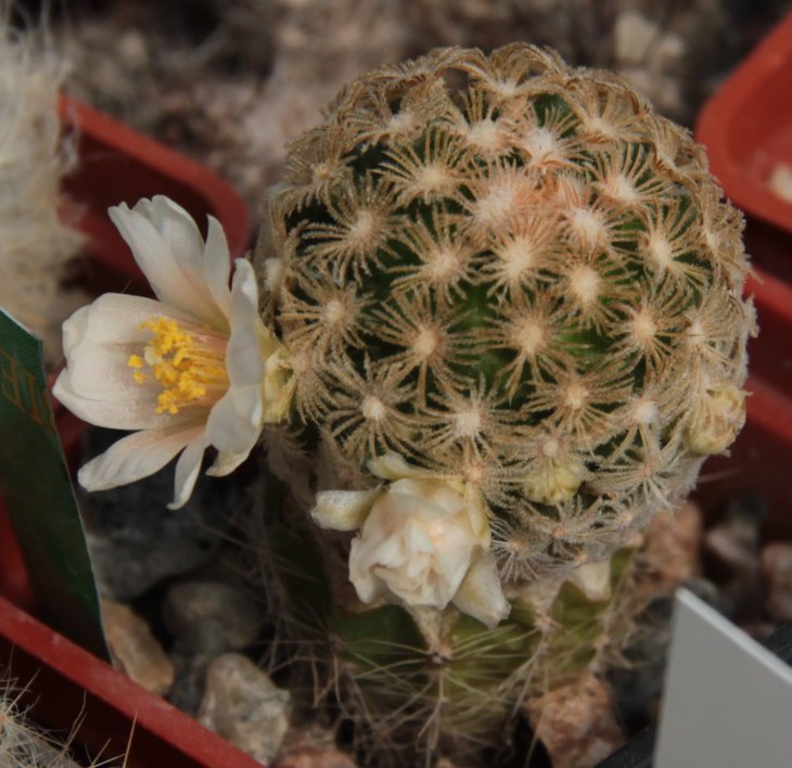 Mammillaria roemeri.jpg