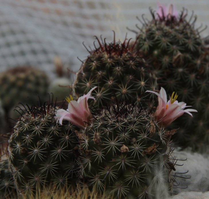 Mammillaria swinglei.jpg