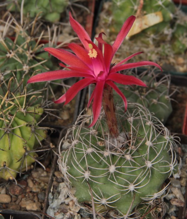 Matucana calliantha.jpg