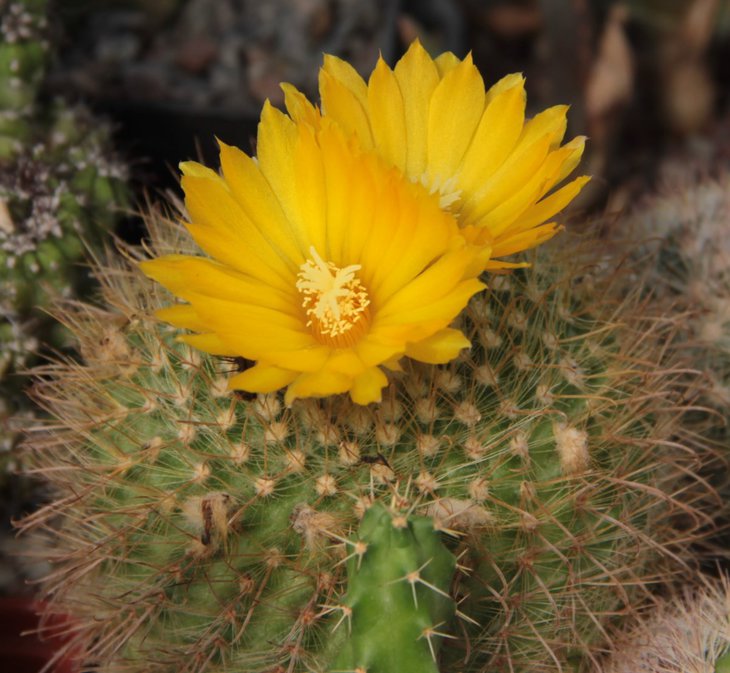 Parodia mutabilis.jpg