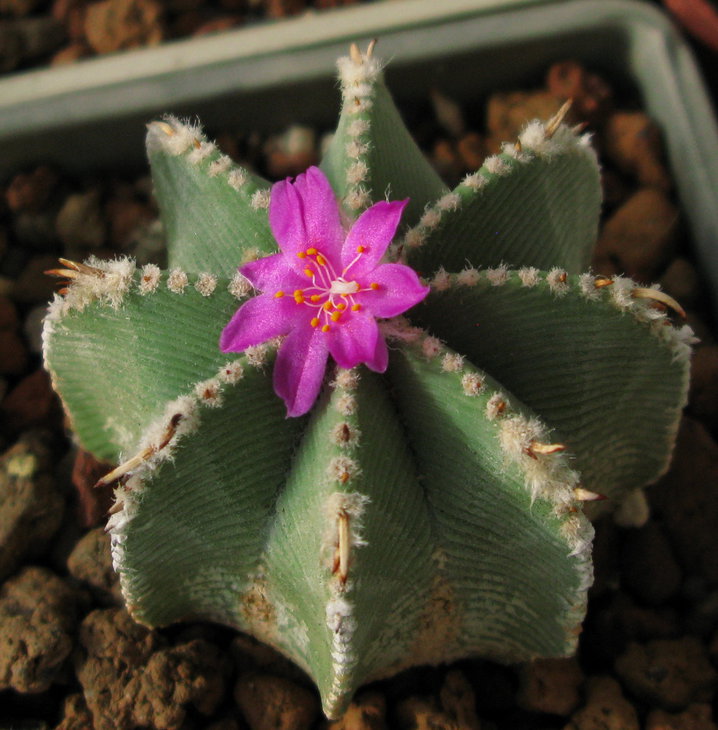 Aztekium hintonii