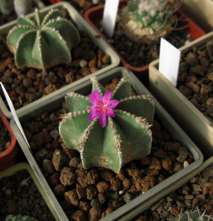 Aztekium hintonii