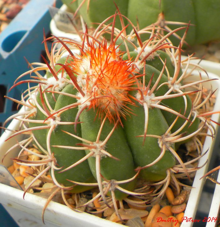 Melocactus	matanzanus