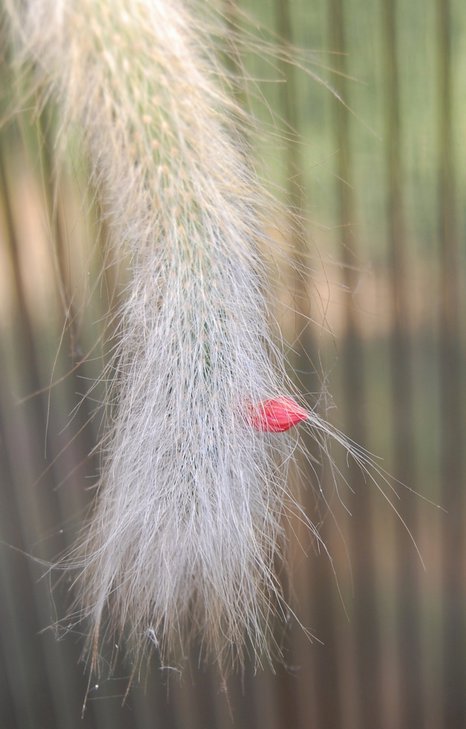 Hildewintera colademononis