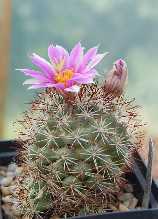 Mammillaria schumannii - посев 2004, семена от Червинко