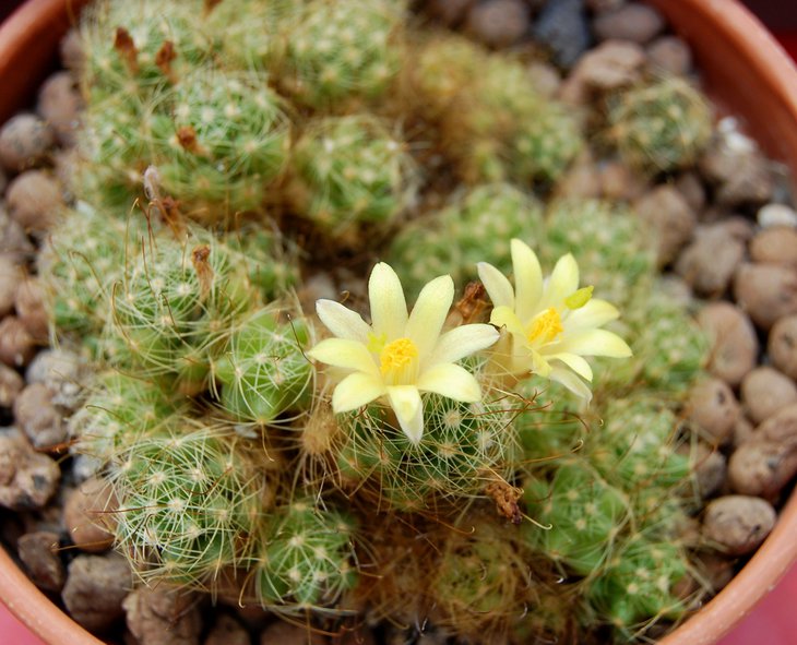 Dolichothele camptotricha