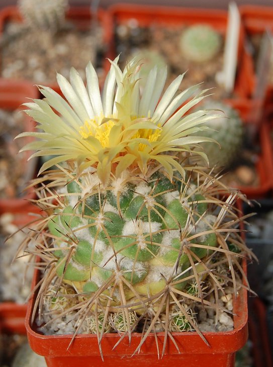Coryphantha sulcolanata