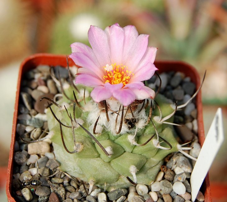 Turbinicarpus roseiflorus