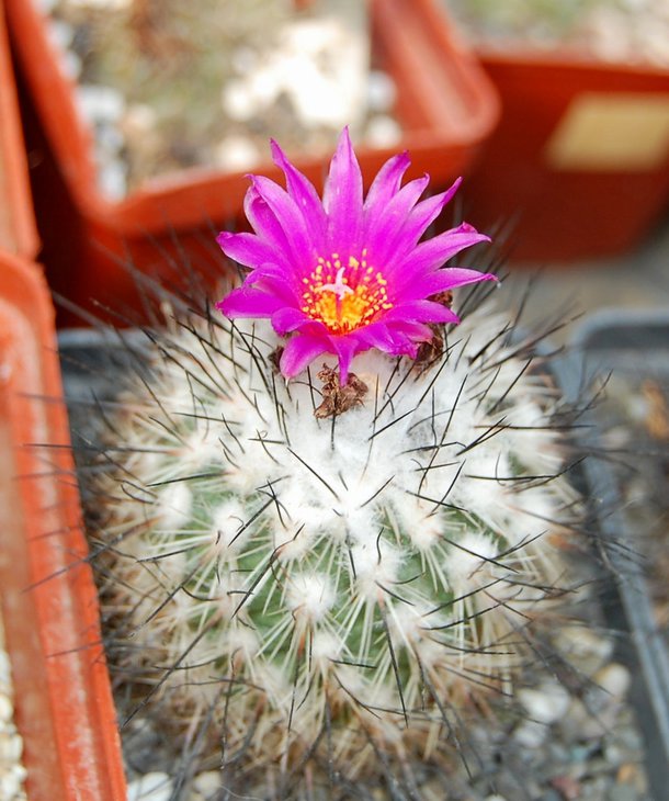 Gymnоcactus viereckii