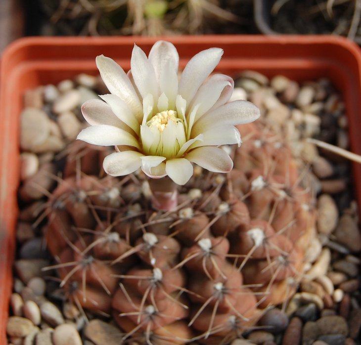 Gymnocalycium erinaceum  - посев 2004, семена от Bercht