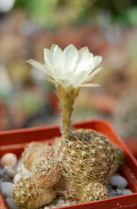 Lobivia arachnacantha albiflora (from Joel Lode)