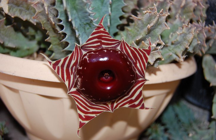 Huernia zebrina
